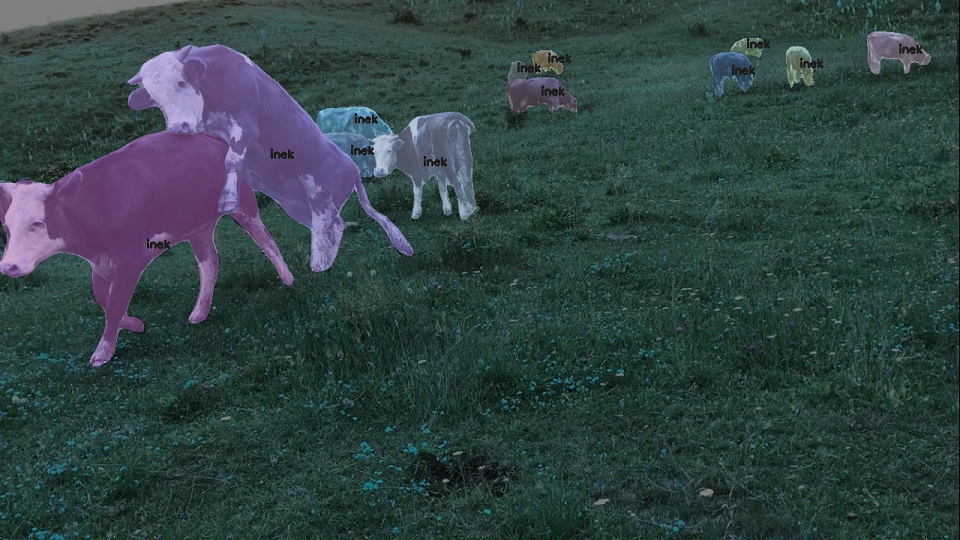 yapay zeka inek kızgınlık takibi