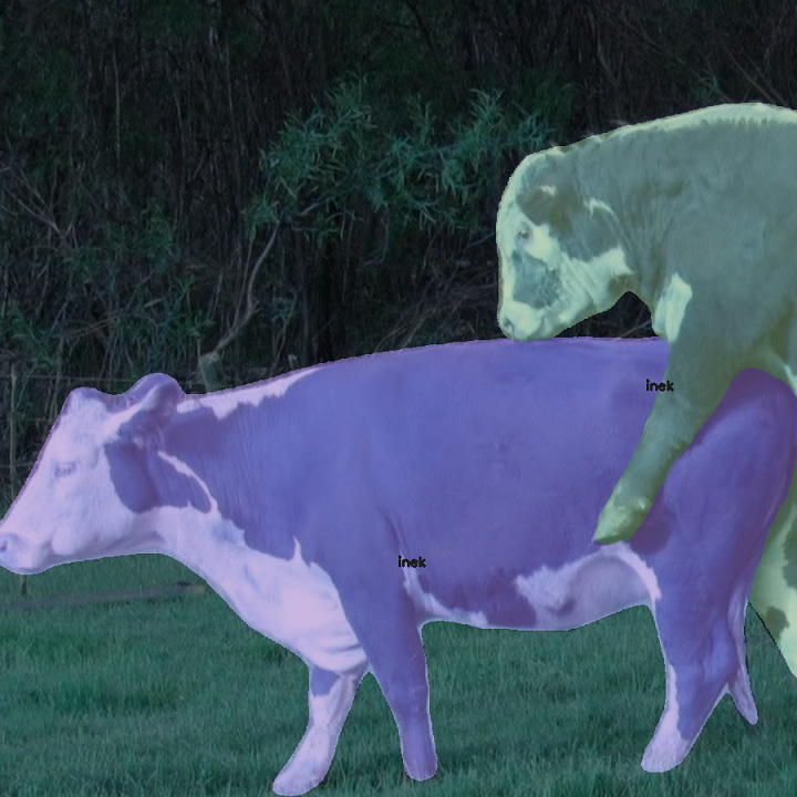 yapay zeka inek kızgınlık takibi